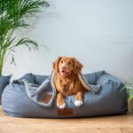 Best Dog Toys And Accesso...